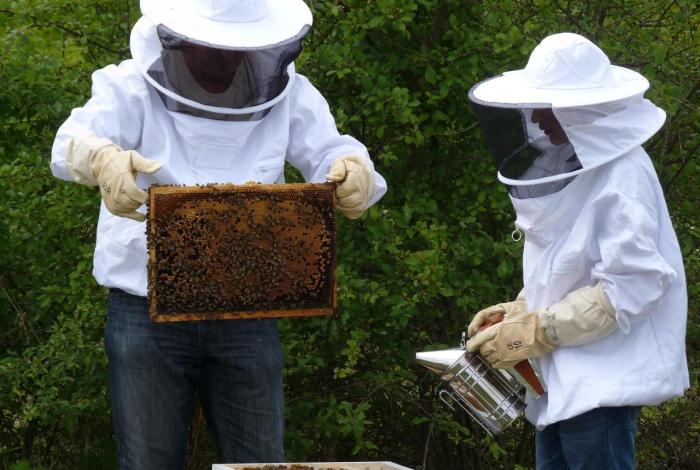 Animation abeilles noire apiculteur - Abbadia - Hendaye